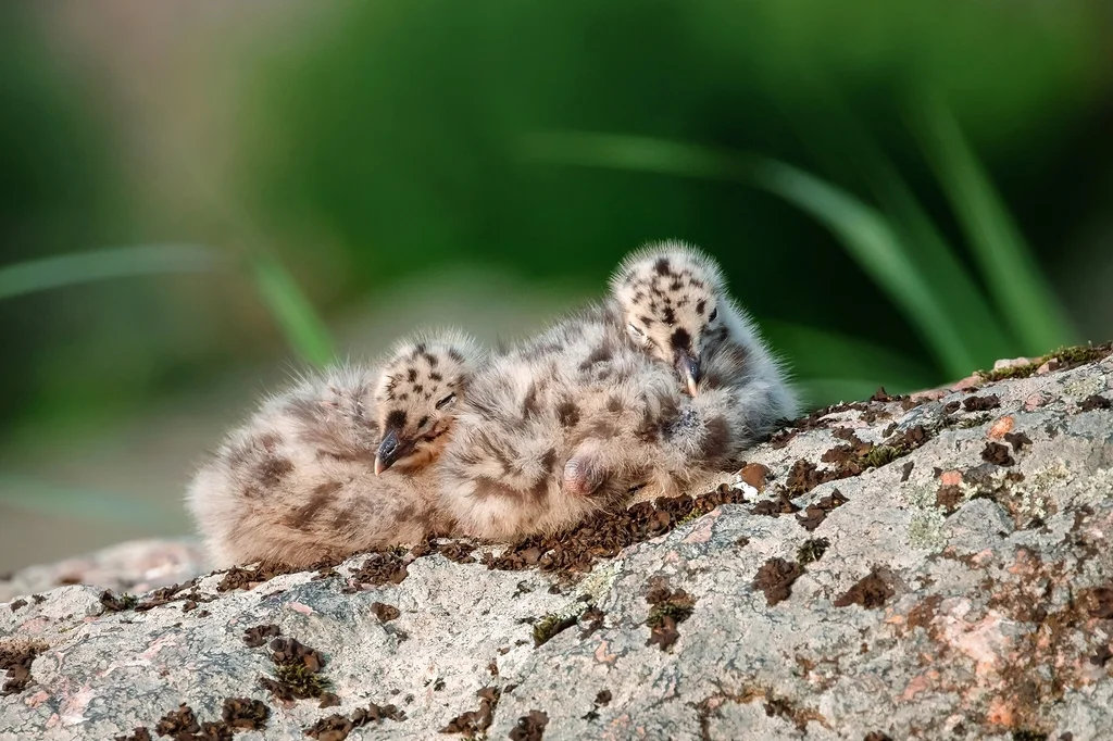 普通海鸥(Larus canus)