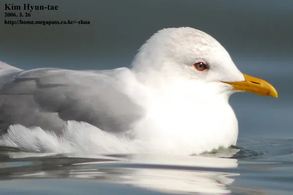 普通海鸥(Larus canus)