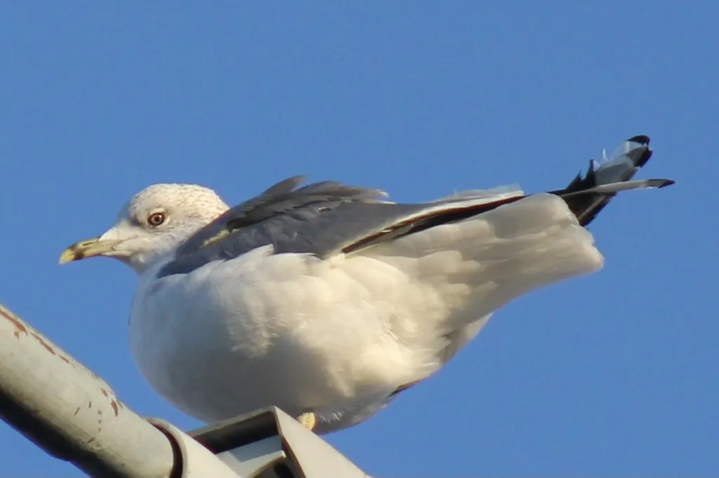 普通海鸥(Larus canus)