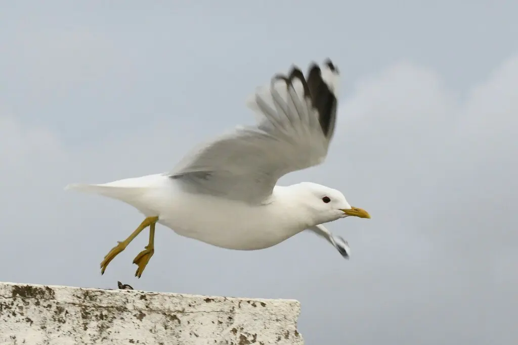 普通海鸥(Larus canus)
