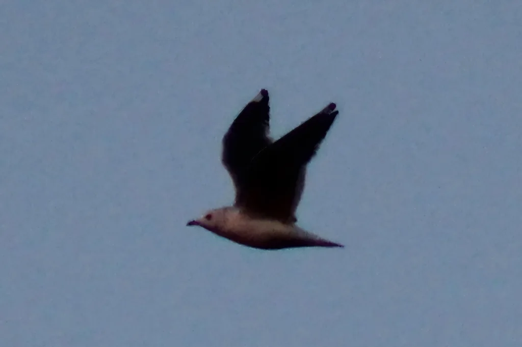普通海鸥(Larus canus)