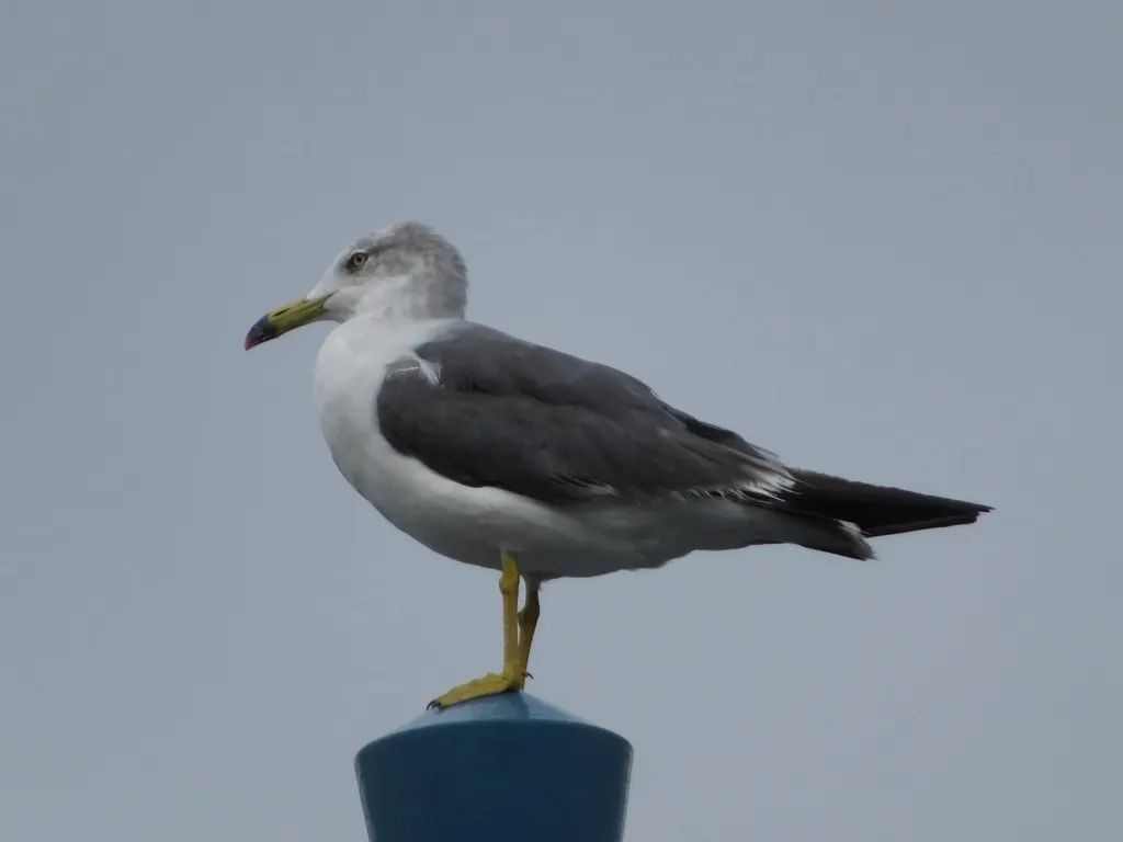 黑尾鸥(Larus crassirostris)