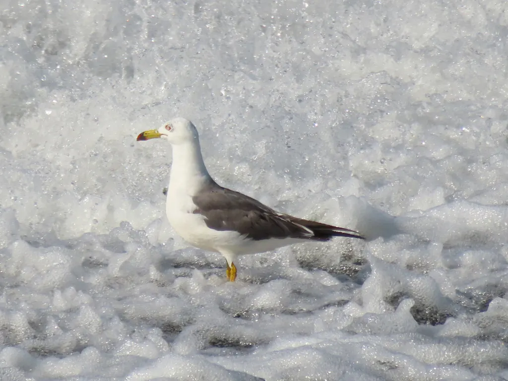 黑尾鸥(Larus crassirostris)