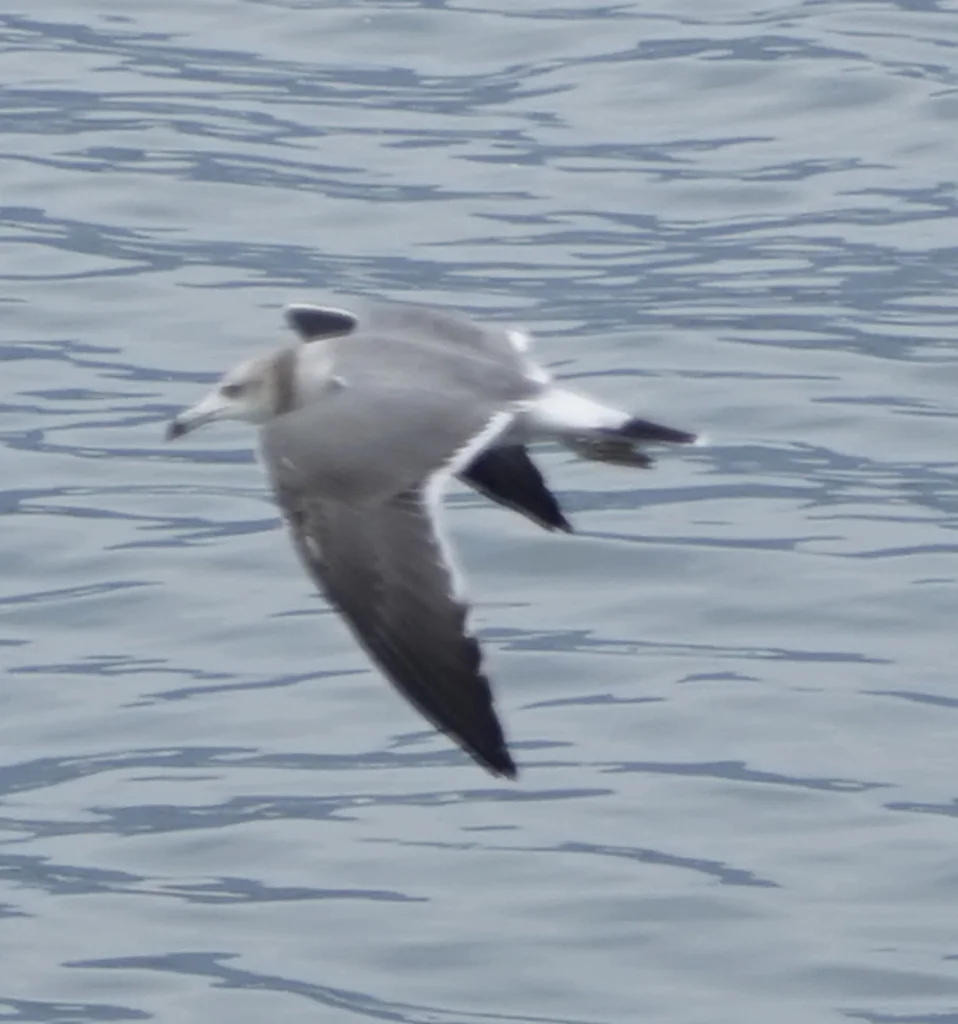 黑尾鸥(Larus crassirostris)