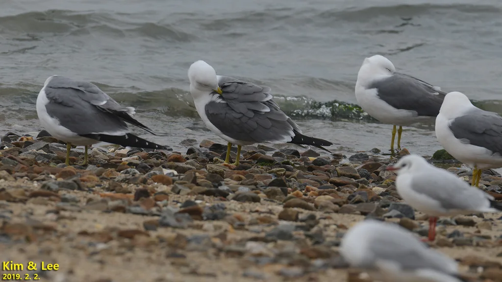 黑尾鸥（Larus crassirostris）