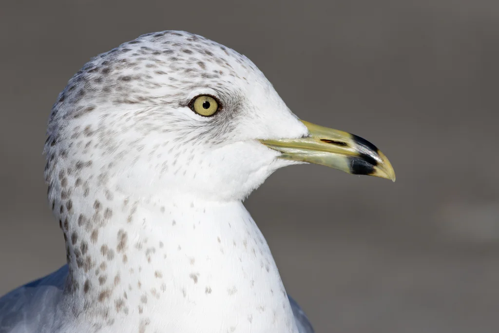 环嘴鸥(Larus delawarensis)