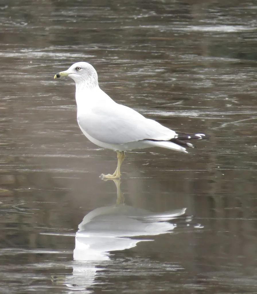 环嘴鸥(Larus delawarensis)