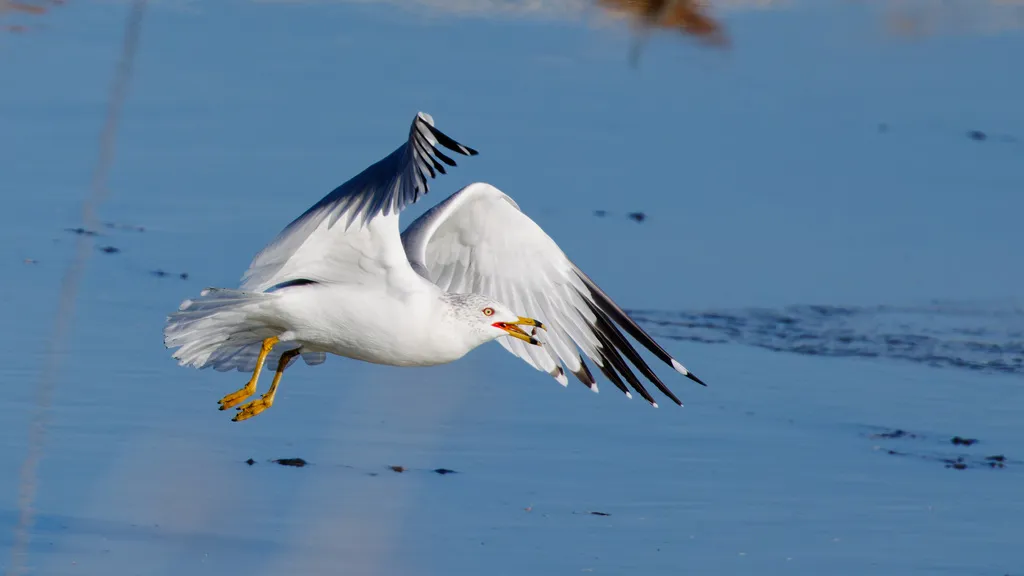 环嘴鸥(Larus delawarensis)