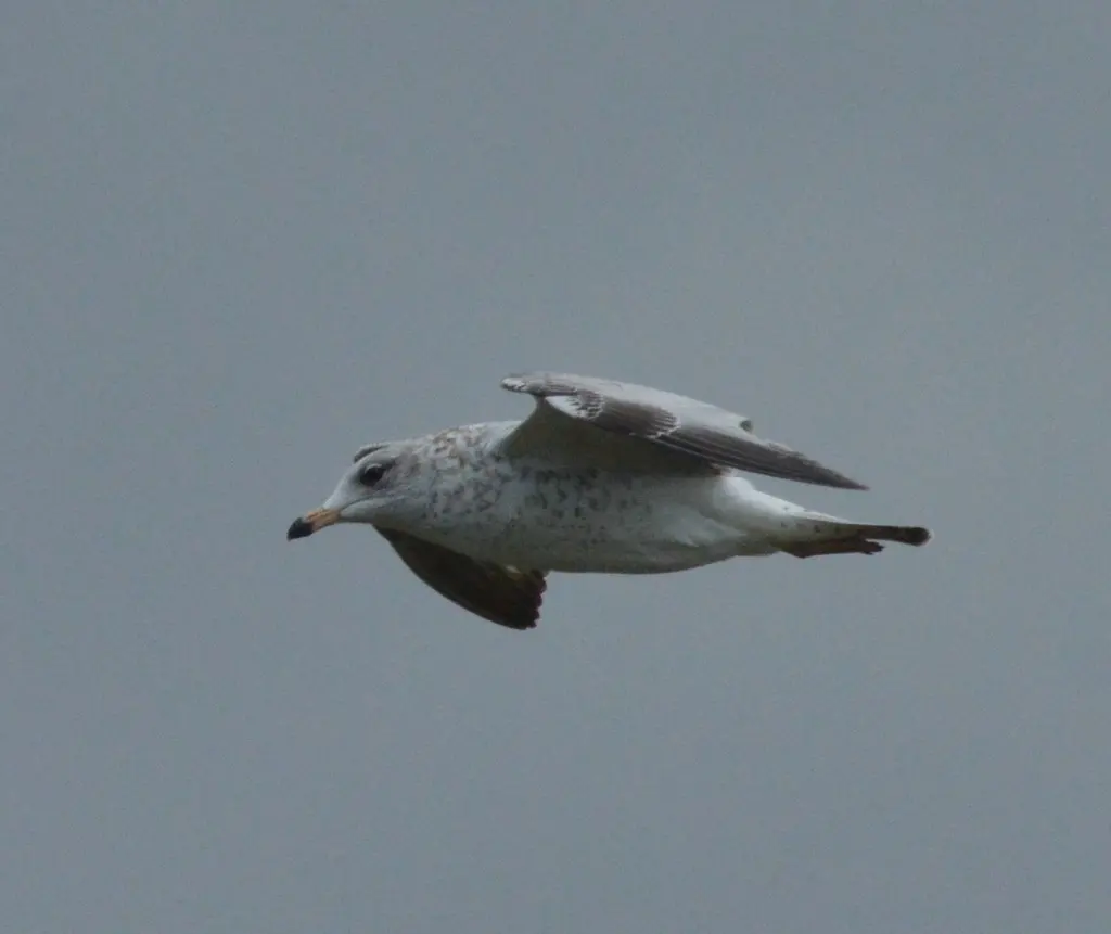 环嘴鸥(Larus delawarensis)