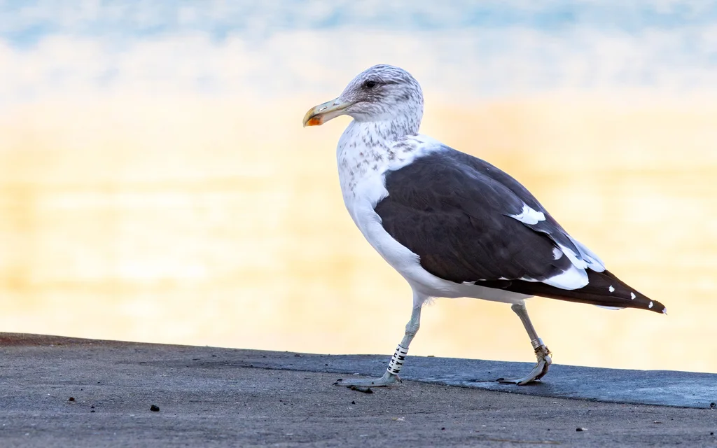 黑背鸥(Larus dominicanus)