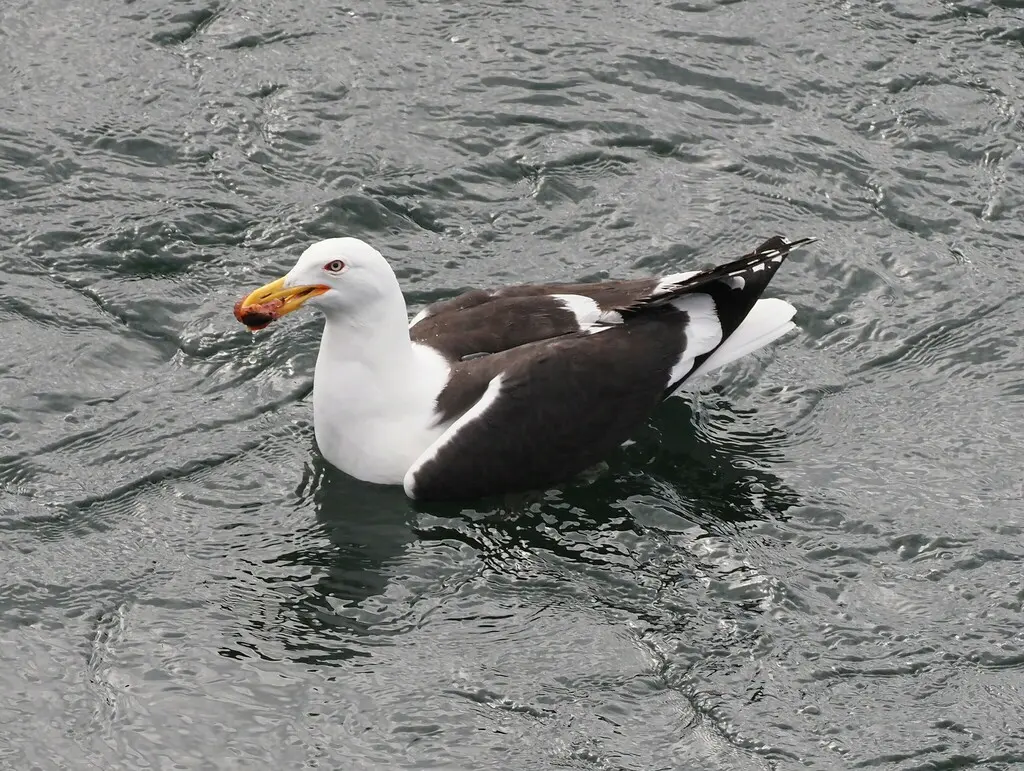 黑背鸥(Larus dominicanus)