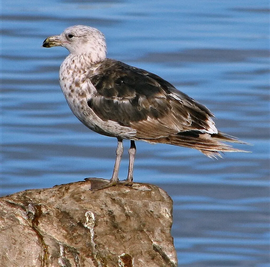 黑背鸥(Larus dominicanus)