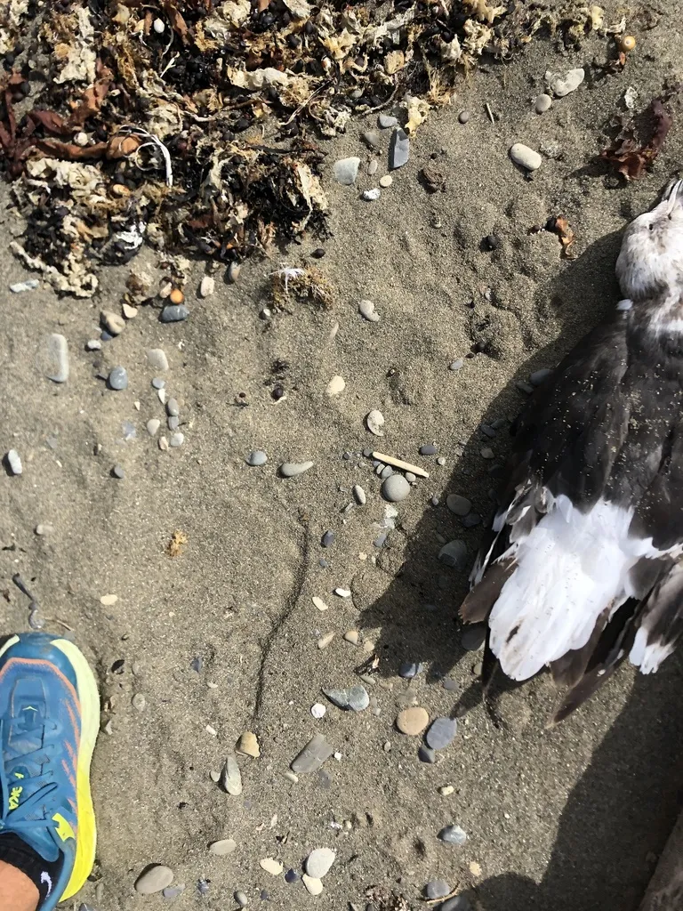 黑背鸥(Larus dominicanus)