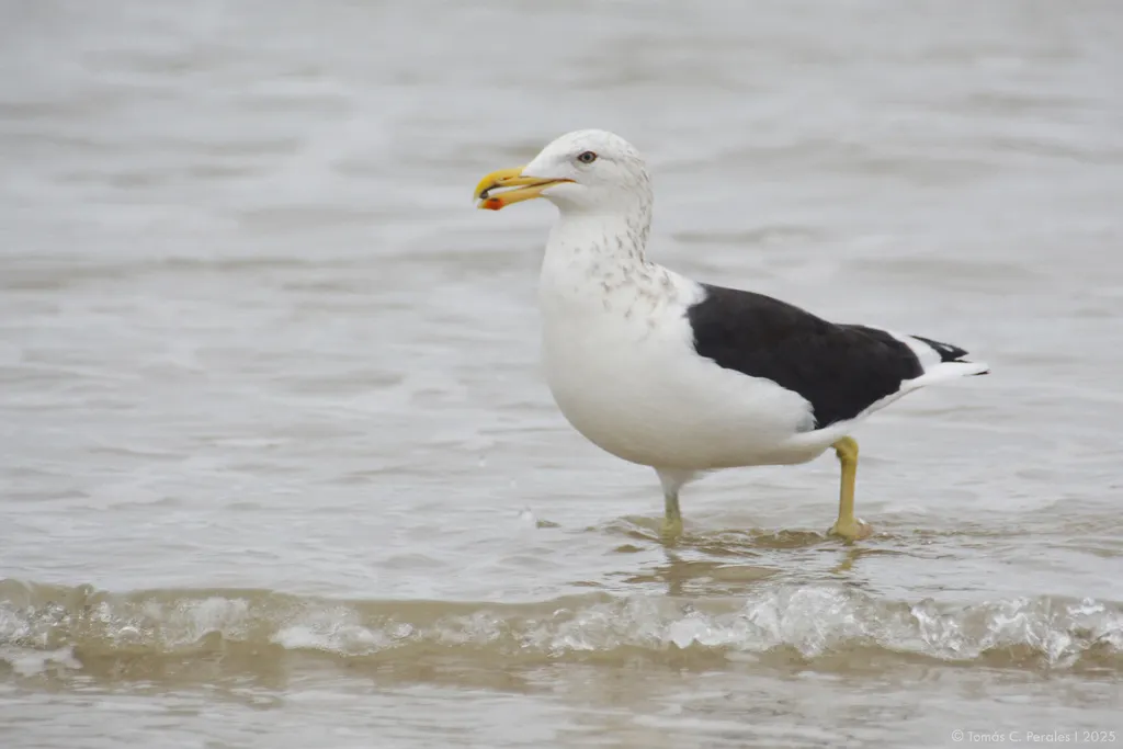 黑背鸥(Larus dominicanus)
