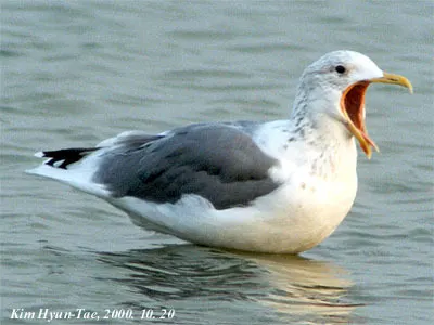 小黑背鸥(Larus fuscus)