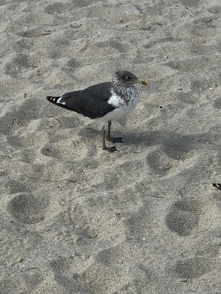 小黑背鸥(Larus fuscus)