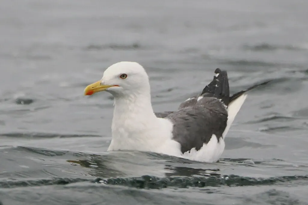 小黑背鸥(Larus fuscus)