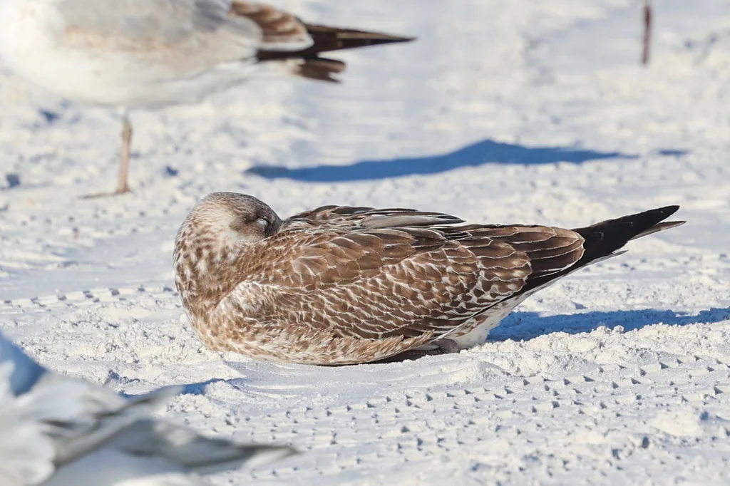 小黑背鸥(Larus fuscus)