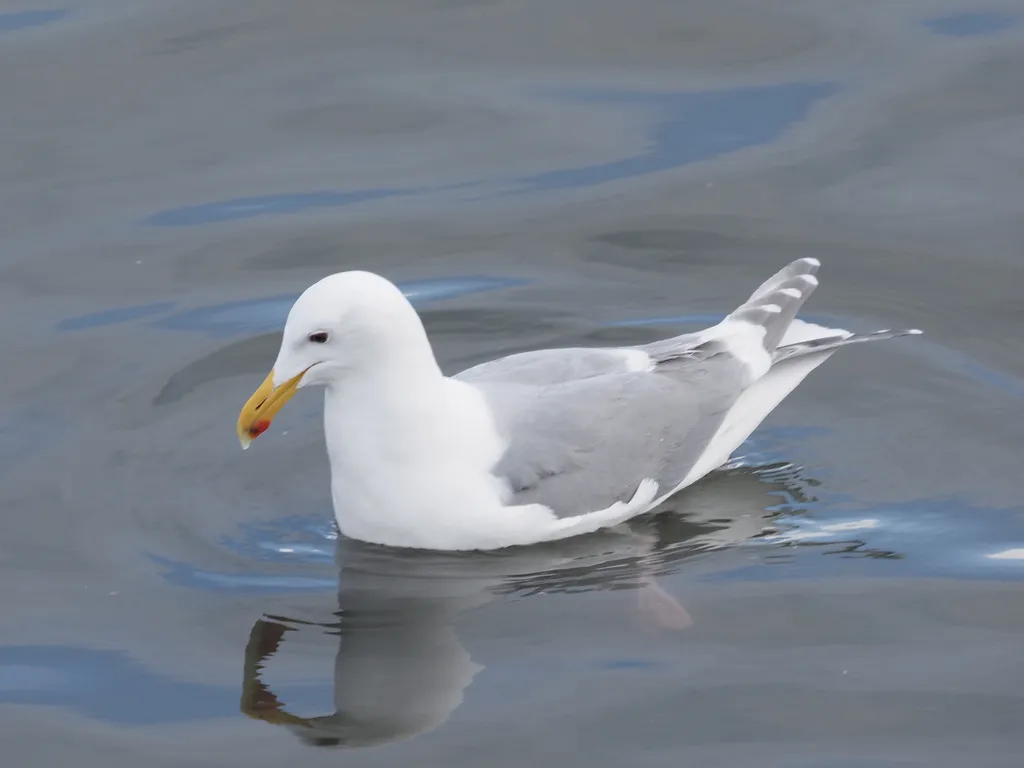 灰翅鸥(Larus glaucescens)
