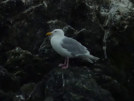 灰翅鸥(Larus glaucescens)