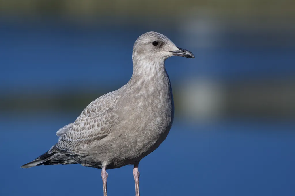 冰岛鸥(Larus glaucoides)