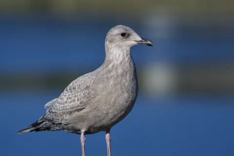 冰岛鸥