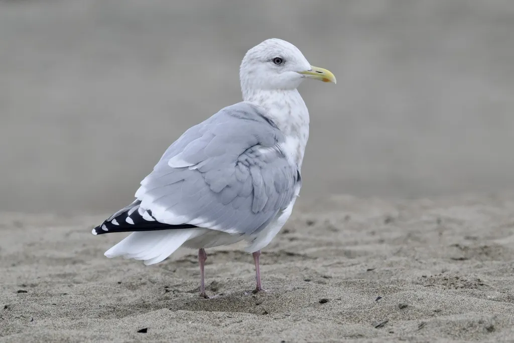 冰岛鸥(Larus glaucoides)