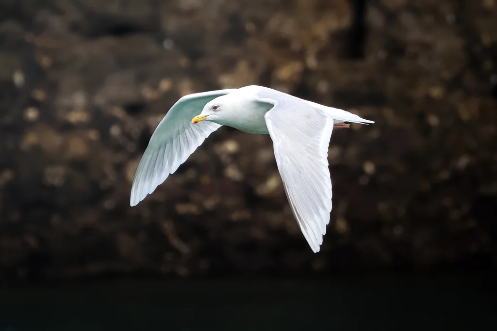 冰岛鸥(Larus glaucoides)