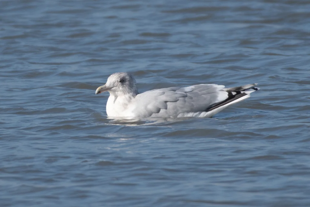 冰岛鸥(Larus glaucoides)