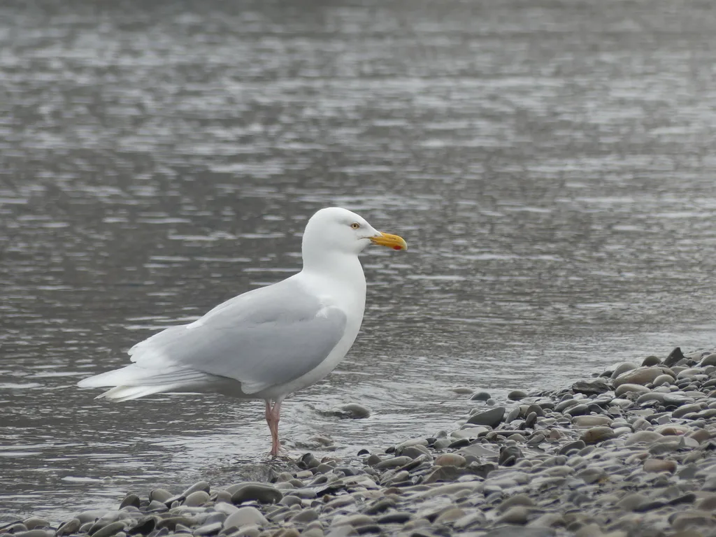 北极鸥(Larus hyperboreus)