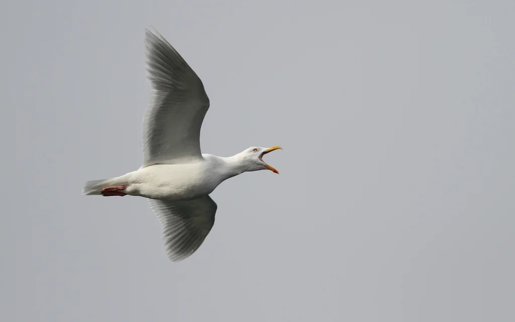 北极鸥(Larus hyperboreus)