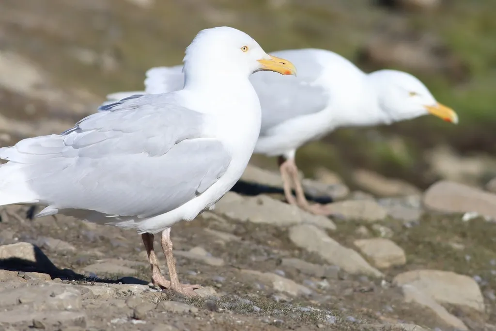 北极鸥(Larus hyperboreus)