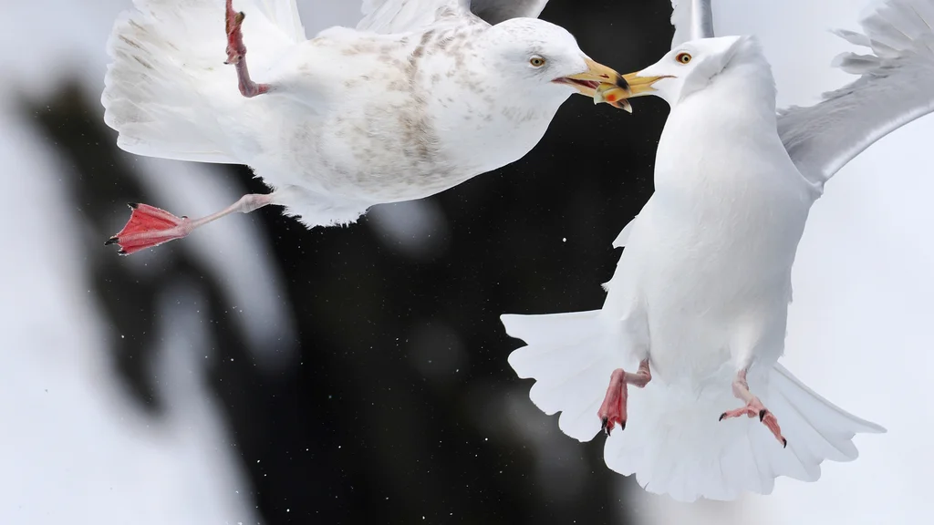 北极鸥(Larus hyperboreus)