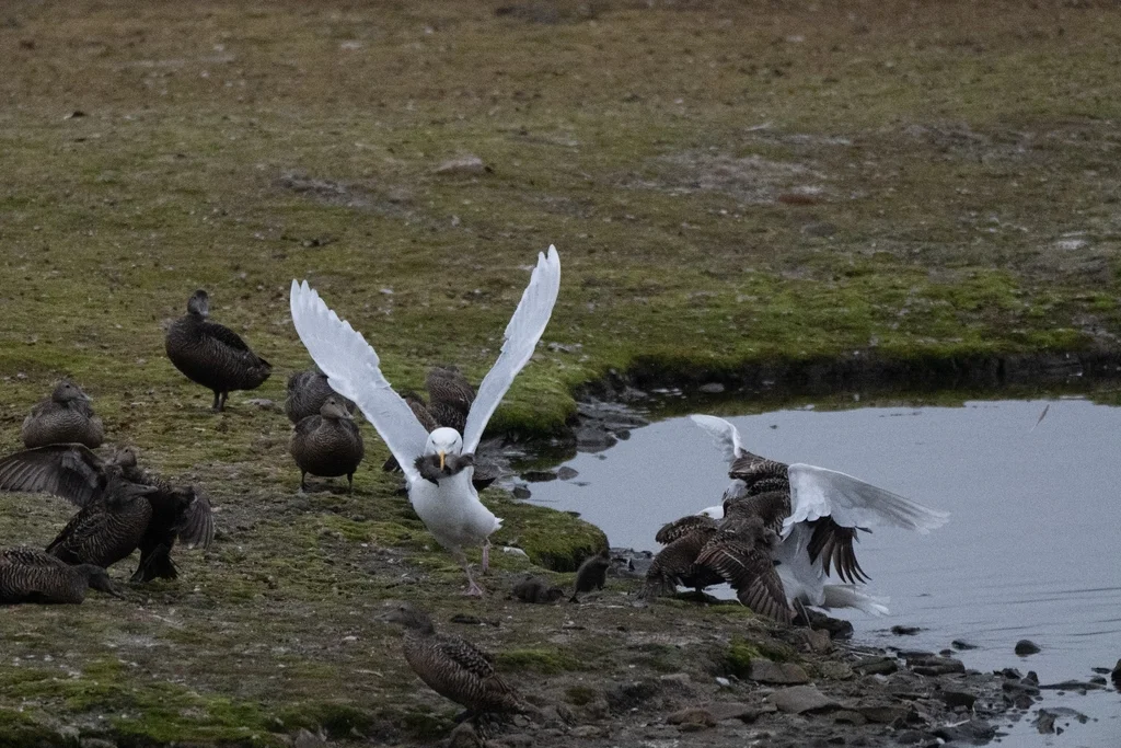 北极鸥(Larus hyperboreus)