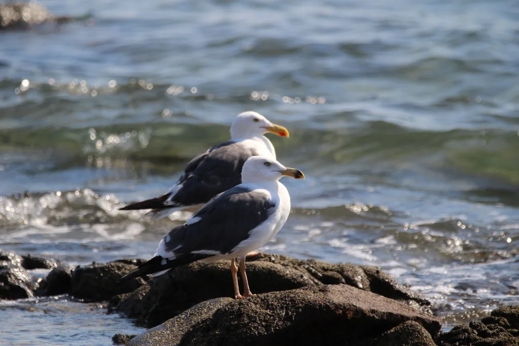 黄脚鸥(Larus livens)