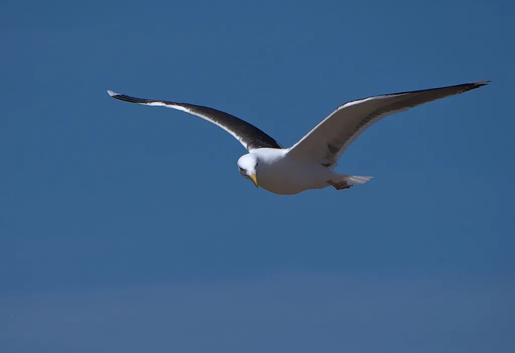 大黑背鸥(Larus marinus)