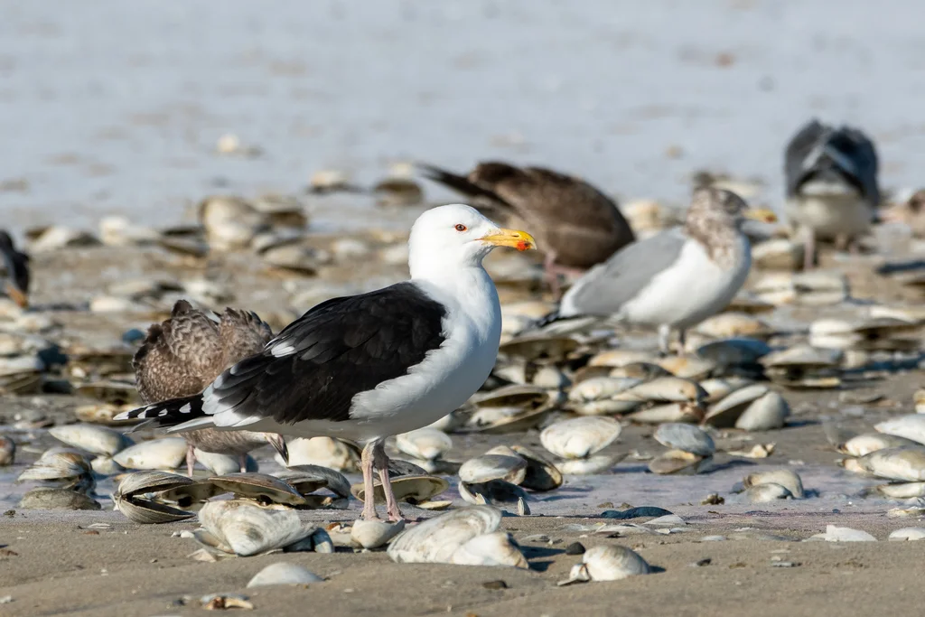 大黑背鸥(Larus marinus)