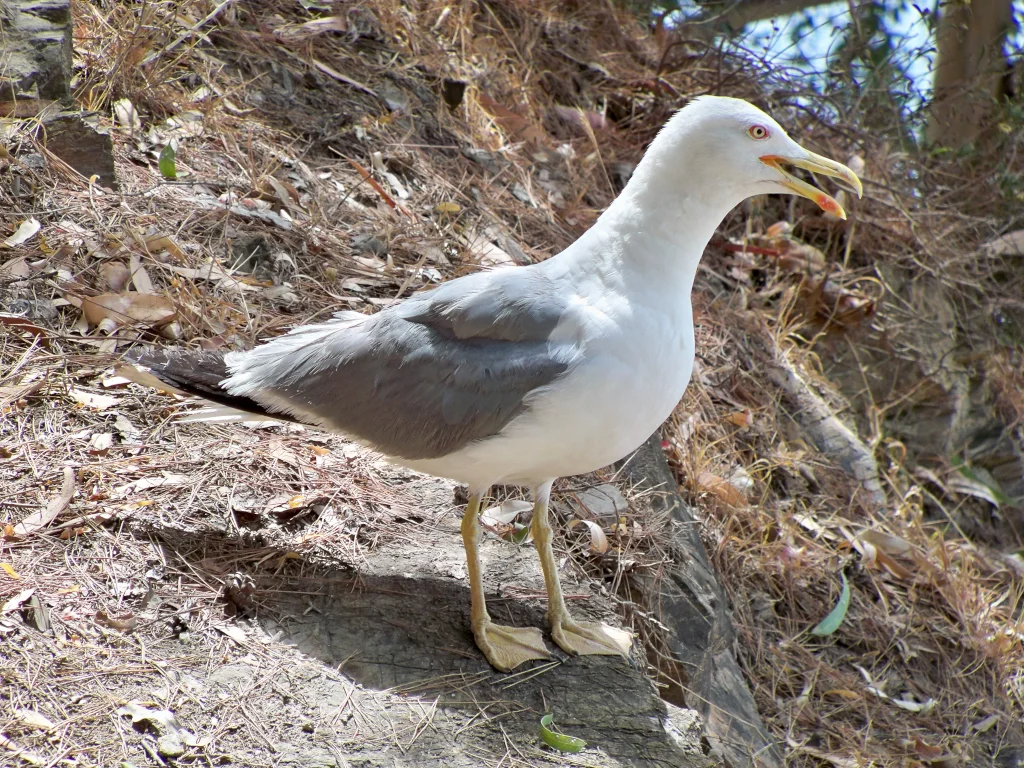 黄腿银鸥(Larus michahellis)