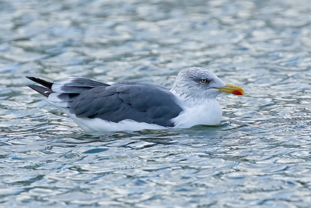 黄腿银鸥(Larus michahellis)