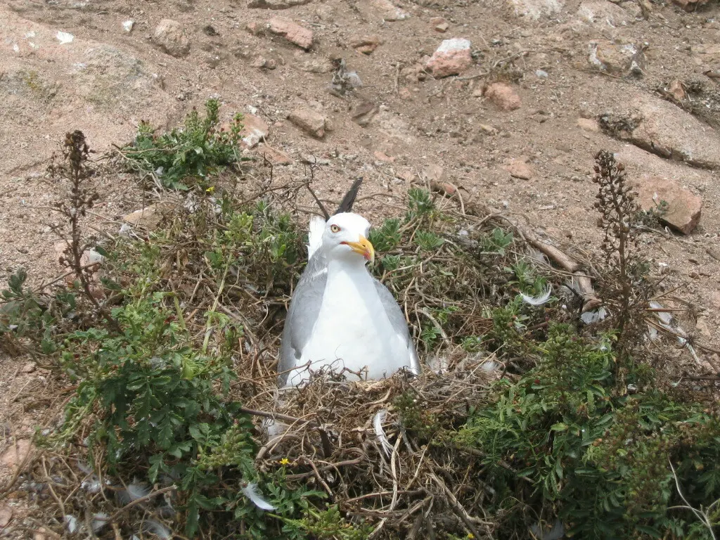 黄腿银鸥（Larus michahellis）