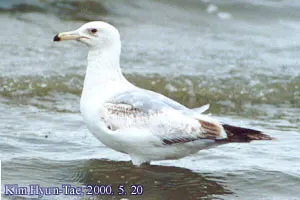 蒙古银鸥(Larus mongolicus)