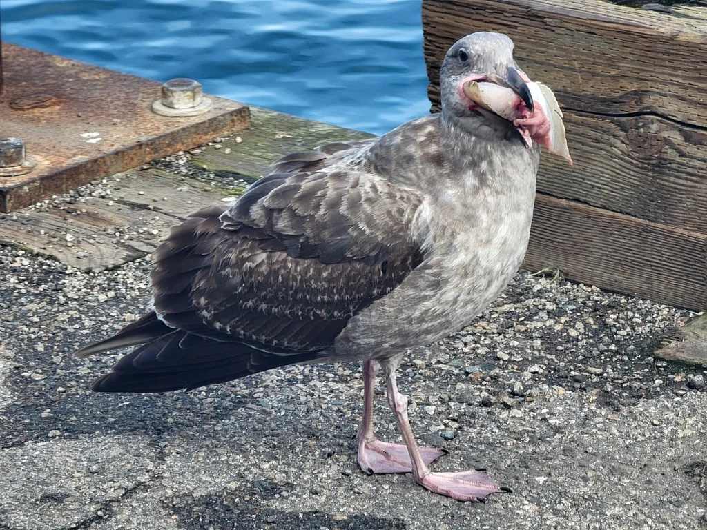 西美鸥(Larus occidentalis)