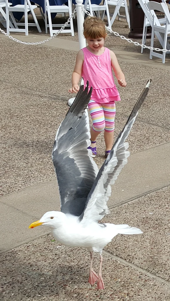 西美鸥(Larus occidentalis)