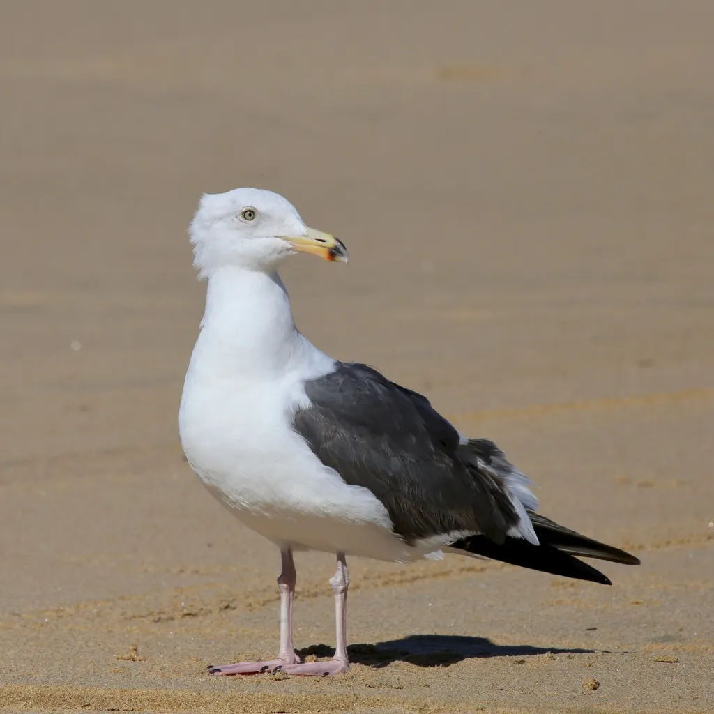 西美鸥(Larus occidentalis)