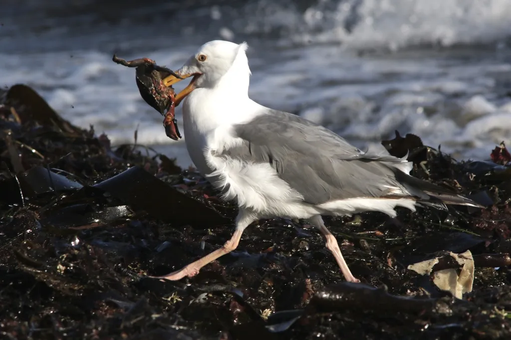 西美鸥(Larus occidentalis)
