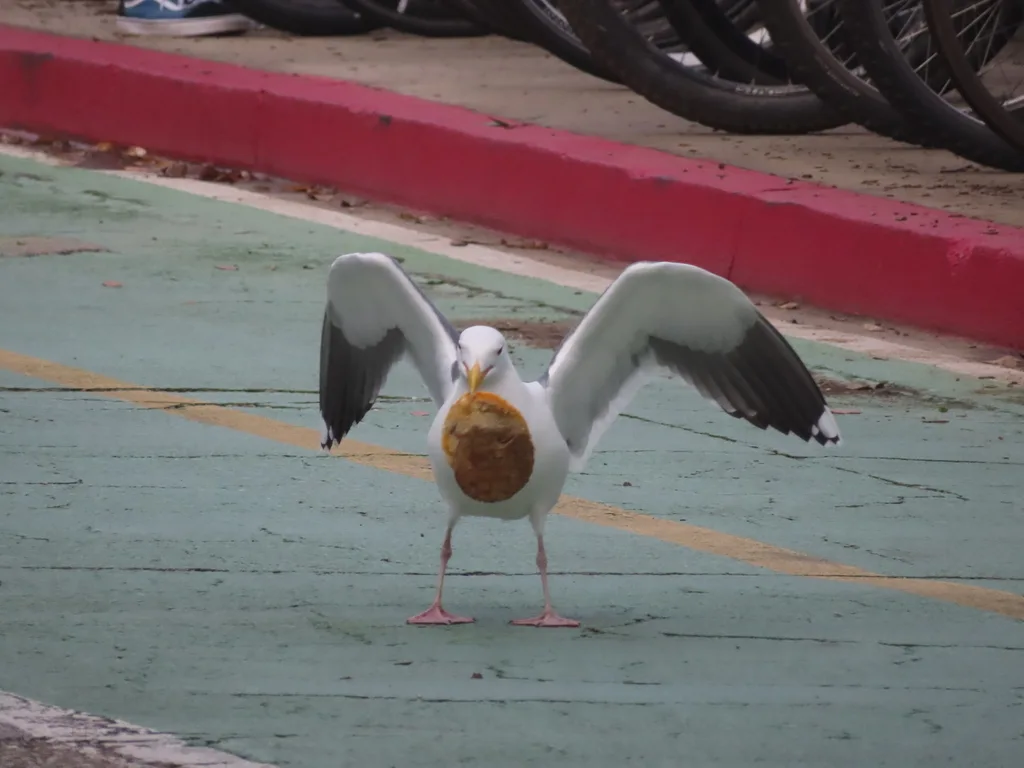 西美鸥(Larus occidentalis)