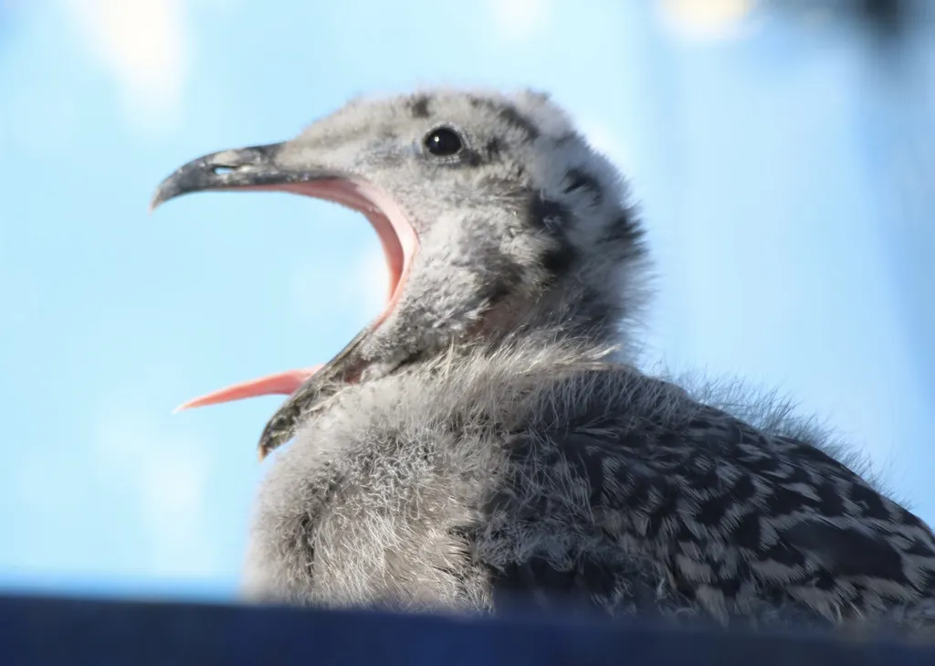西美鸥(Larus occidentalis)
