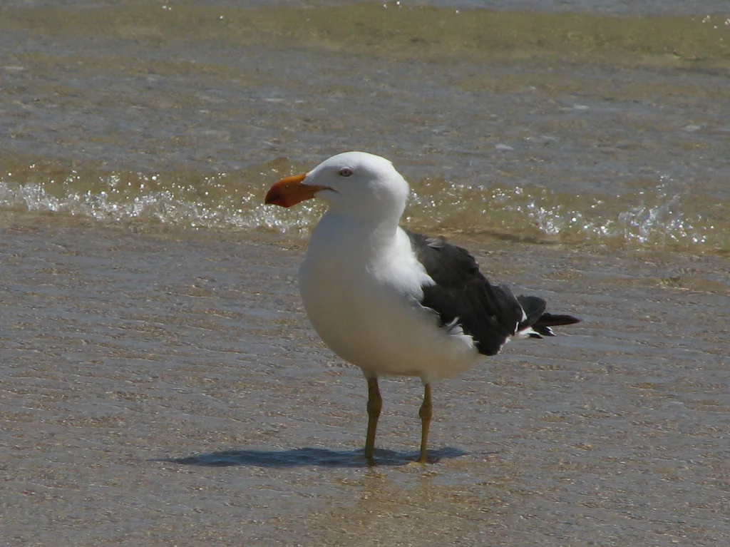 太平洋鸥(Larus pacificus)