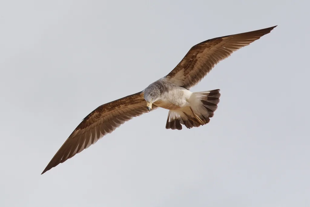 太平洋鸥(Larus pacificus)