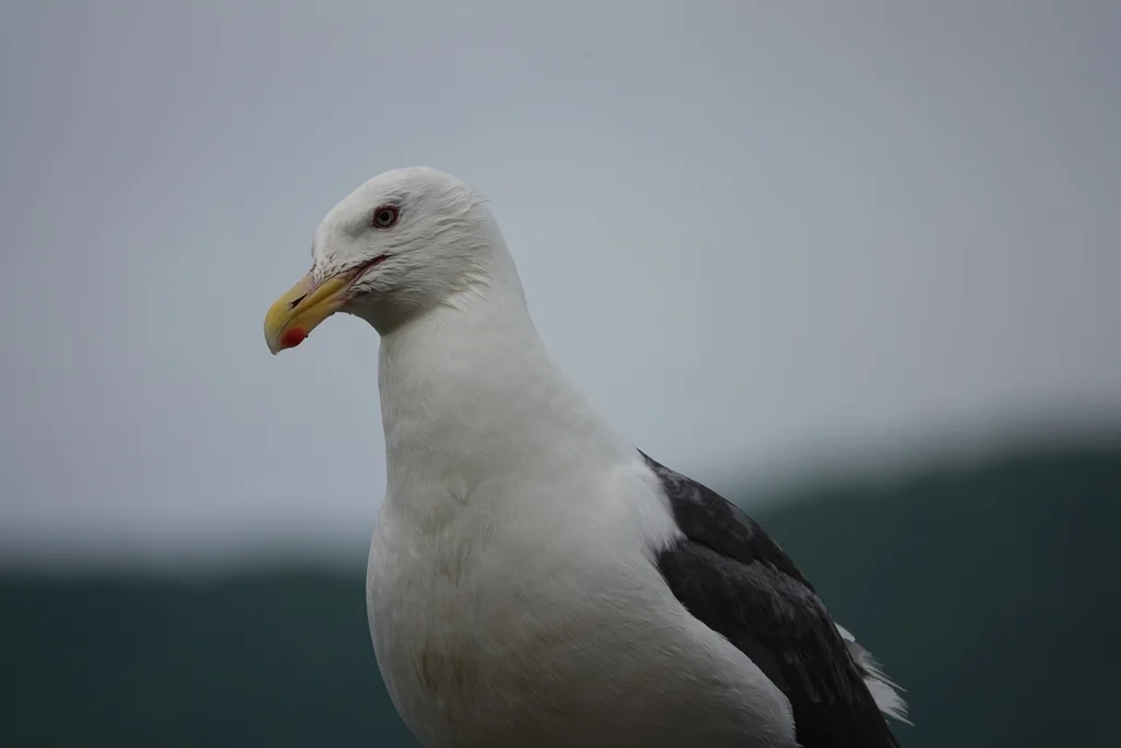 灰背鸥(Larus schistisagus)